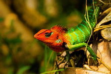 Closeup Of The Common Green Forest Lizard (Calotes Calotes)