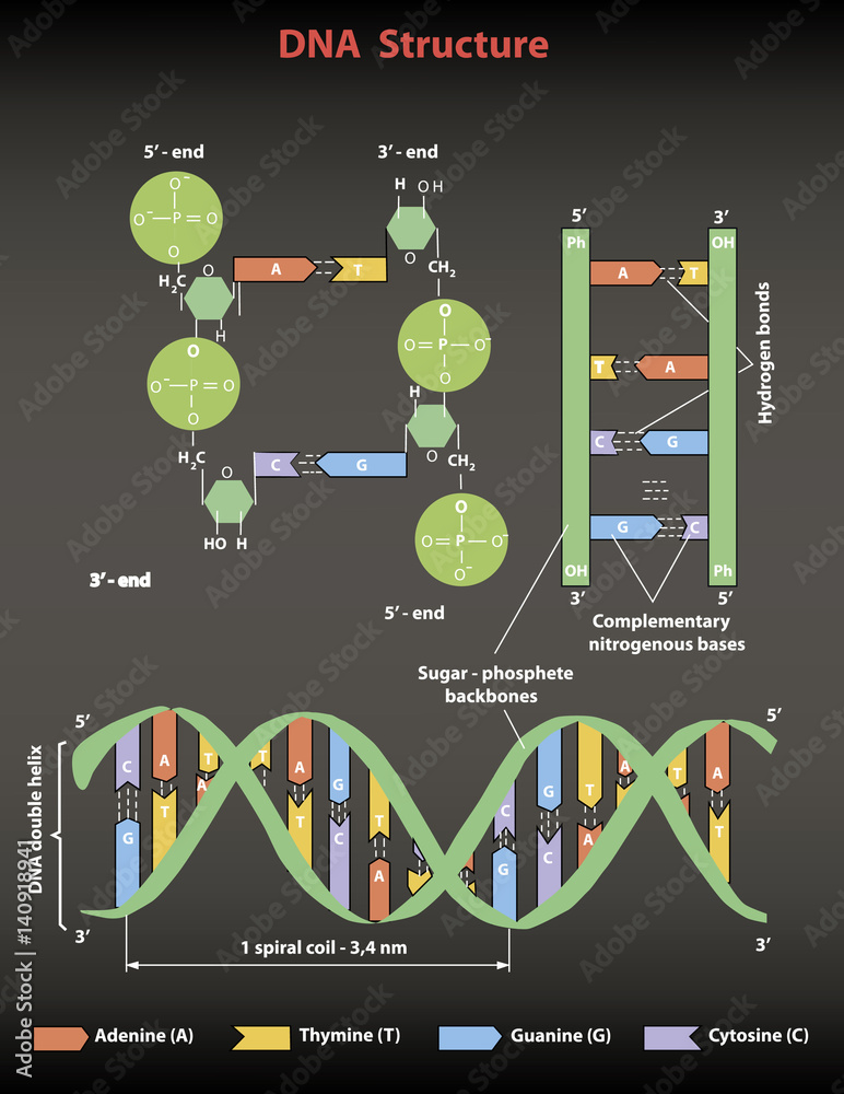 DNA structure: Nucleotide, Phosphate, Sugar, and bases. DNA education ...