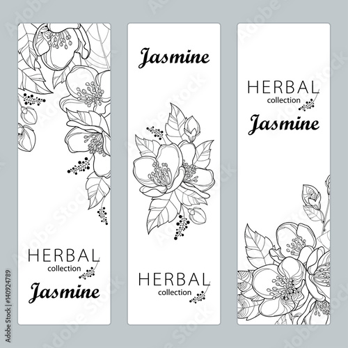 Vector vertical templates with outline Jasmine flowers, bud and leaves isolated on white background Tableau sur Toile