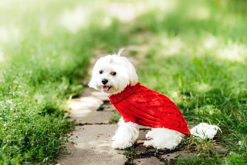 Wall Mural - close up portrait of pretty sweet small little dog white Maltese terrier in pullover  outdoor dress, jacket on the spring sunny summer background