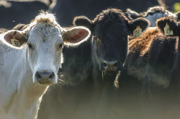 beef cattle around feed trough