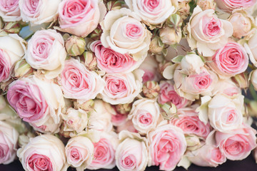 Sticker - Pink roses background, lot of pink roses