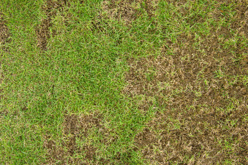 pests and disease cause amount of damage to green lawns, lawn in bad condition and need maintaining