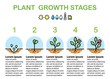 Plant growth stages infographics. Line art icons. Flat design.