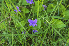 Spring Concept/natural Background With Wild Violet And Fresh Grass
