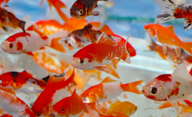 Wall Mural - goldfish in the aquarium pet shop