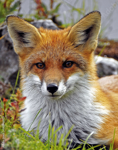 Fotomural Portrait of red fox standing outdoors