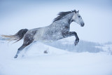 Fototapeta Konie - Gray Orlov mare in winter