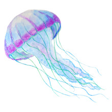 Jellyfish Isolated N White Background. Watercolor Iilustration.