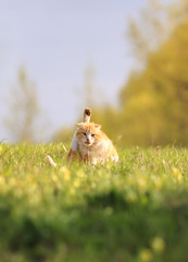 Sticker - funny happy red cat lying on green grass on meadow