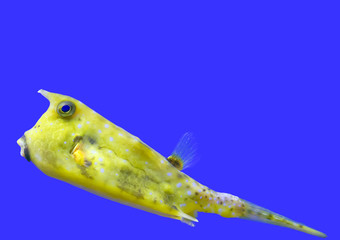 Wall Mural - Longhorn Cowfish Lactoria cornuta