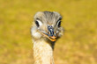 Portrait of emu. The ostrich is looking into the lens. Rhea americana. Detailed photo ostrich head. Large orange eye. Mini Zoo in Castolovice.