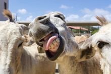 Close-up Of Funny Donkey Face On Aruba
