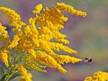 Bright Yellow Flowers Of The Goldenrod.  Bumblebee Approaching Flower
