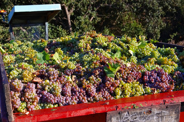 Sticker - Weinlese - grape harvest in autumn