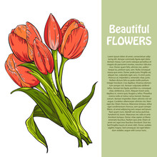 Bouquet Of Red Tulips Flowers, Template For Your Design. Vector Illustration