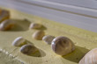 Close Up of Sea Shells