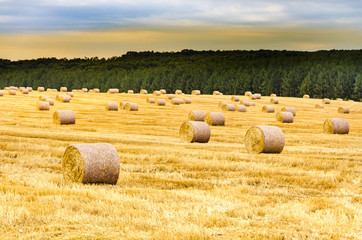 Large view on the wheat field with hay bales