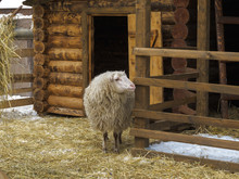 Long-haired Sheep In A Wooden Pen In Winter