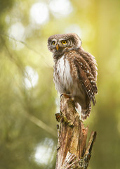 Wall Mural - Eurasian pygmy owl (Glaucidium passerinum)