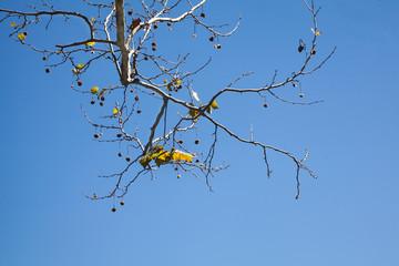 Wall Mural - Tree Branches