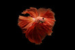 Concept design. Powerful Images that showcase the graceful movements of orange betta fish thailand.