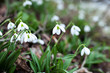 © tikotin - Snowdrop spring flowers. Snowdrop in the forest