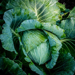 Wall Mural - Top view of green lettuce