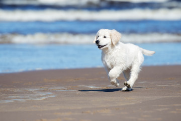 Sticker - golden retriever puppy running on a beach