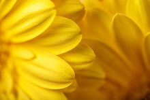 Photo Of Yellow Gerberas, Macro Photography And Flowers Background. Yellow Daisy