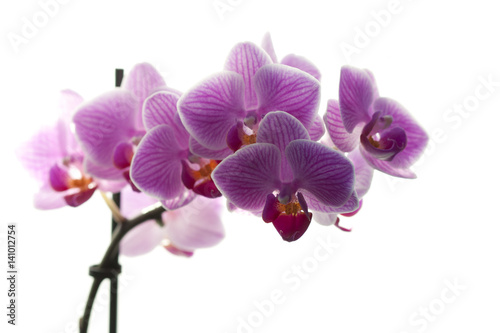 Foto-Vinylboden - lila Orchidee vor weißem Hintergrund (von Biewer_Jürgen)