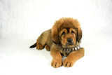 Fototapeta Psy - Mastiff z beczką i liną