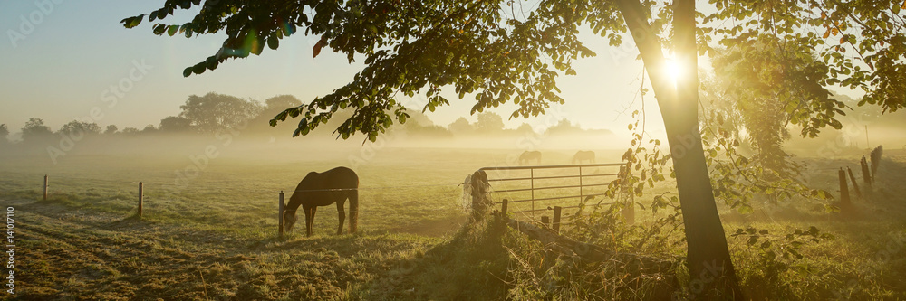 Lonely horse on an autumnal pasture - obrazy, fototapety, plakaty 