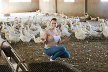 Smiling Woman Among White Gooses Livestock
