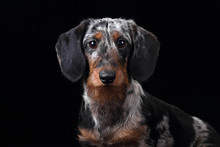 Funny Dachshund Dog, Portrait On A Black Background