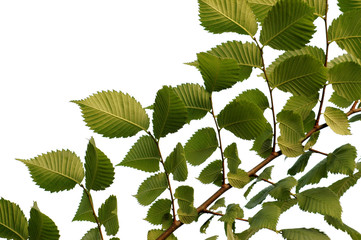 Wall Mural - hazel branch
