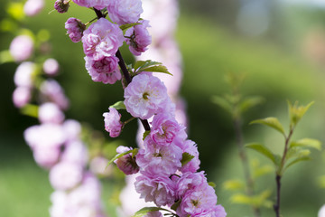 Flowering of a beautiful Japanese cherry in a botanical garden. Cherry small-log. Spring. Prunus serrulata Pink Perfection. The hybrid of two Japanese varieties (P. 