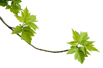 ash-leaved maple branch