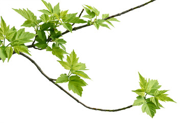 ash-leaved maple branch
