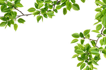branch of pear wood