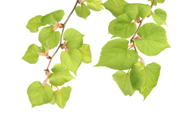 Wall Mural - alder branches