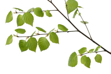 Wall Mural - birch branch