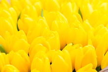 Floral Background Yellow Tulips Close-up