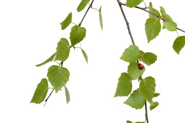 Wall Mural - birch branch