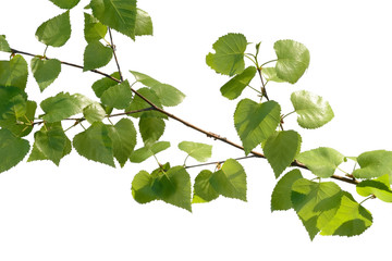 Wall Mural - birch branch
