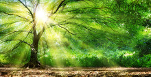 Tree With Sunshine In Wild Forest
