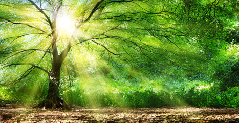 Tree With Sunshine In Wild Forest
