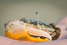 Fiddler Crab On The Palm