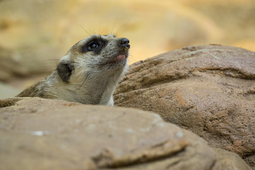 Image of a meerkat or suricate on nature background. Wild Animals.