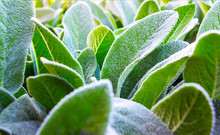 Herb Lambs Ear. A Beautiful Perennial Herbaceous Plant With Velvet Leaves.